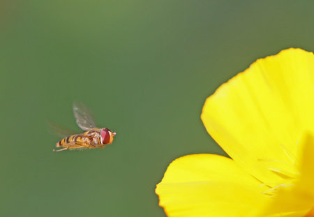 Bee flying for a yellow flower