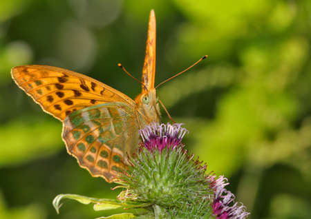 Butterfly resting on a flowerの写真素材