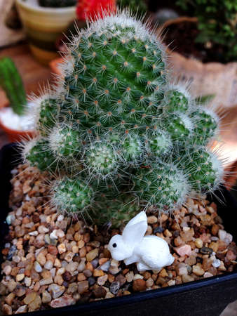 cactusの写真素材