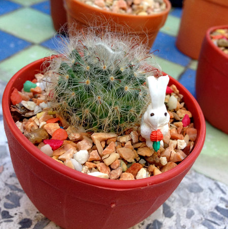 cactusの写真素材