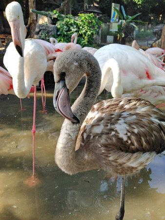 flamingoの写真素材