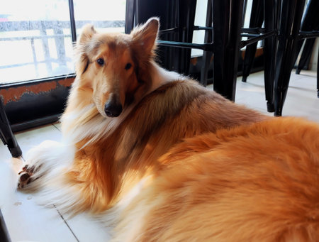 Collieの写真素材