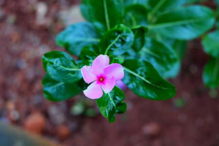 pink flowerの写真素材