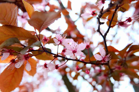 pink flowersの写真素材