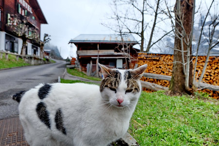 curious cat in Gimmelwaldの写真素材