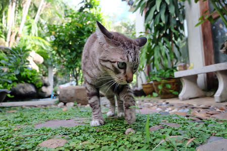 walking catの写真素材