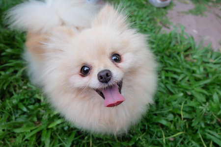 smiley dogの写真素材