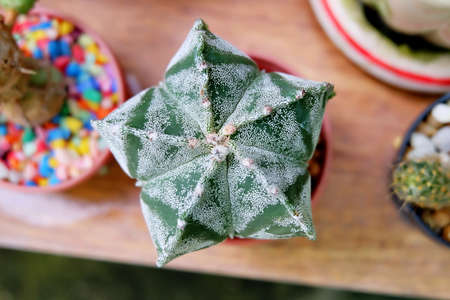 star-shaped cactusの写真素材