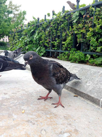 pigeon loves foodの写真素材
