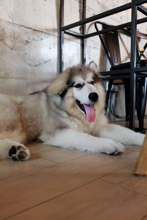 Siberian Husky Dogの写真素材