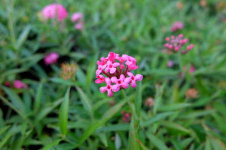 Small pink flowersの写真素材