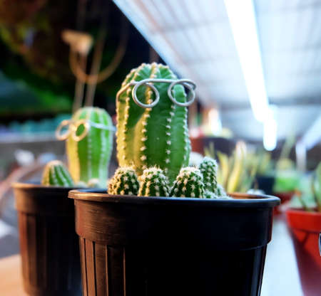 Cute cactusの写真素材