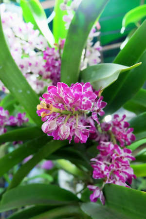 Pink flowerの写真素材