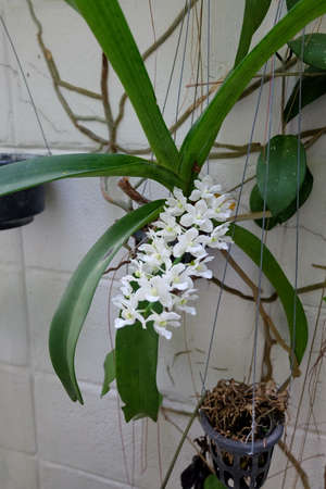 White orchidの写真素材