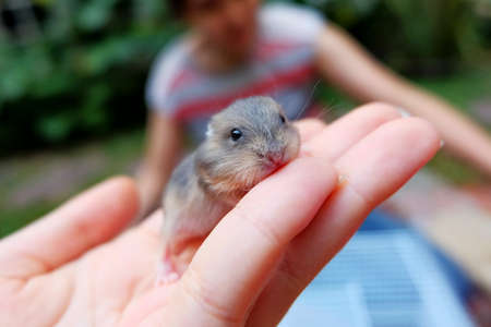 Baby Winter White Hamsterの写真素材