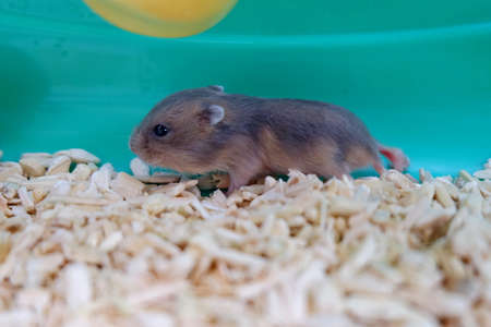 Baby Winter White Hamsterの写真素材