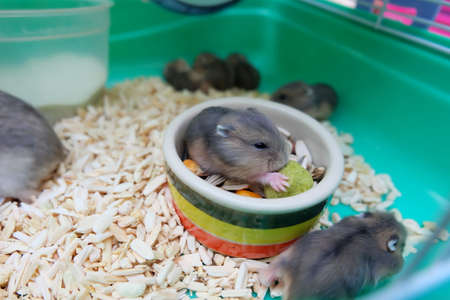 Baby Winter White Hamster eating foodの写真素材
