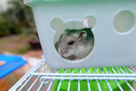 Winter white hamster in a small houseの写真素材