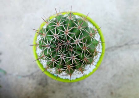 Round cactus in green potの写真素材