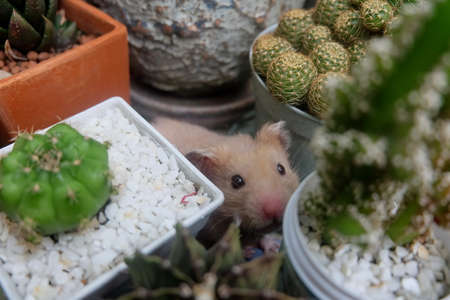 Cute Syrian Hamster among cactusの写真素材