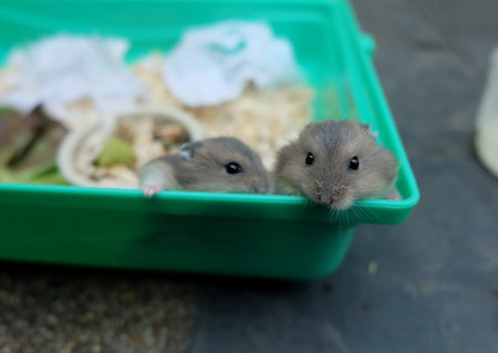 Baby Winter White Hamsters