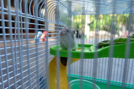 Winter White Hamster in a cageの写真素材