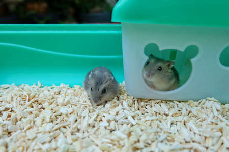 Baby Winter White Hamsters in a small houseの写真素材