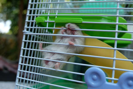 Baby Winter White Hamsterの写真素材