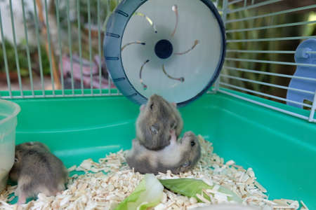 Baby Winter White Hamstersの写真素材