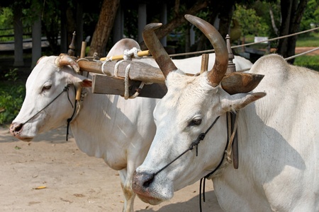cows on transportの写真素材