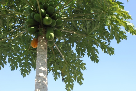Bunch of Papayas hanging from the tree の写真素材