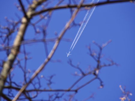 Passenger jet airplance between branches on deep blue sky.の写真素材