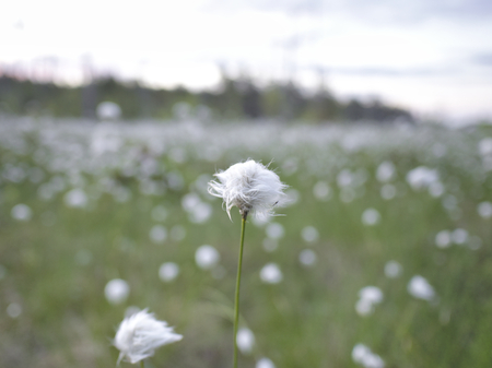 White tussock cottongrass flowers growing in Finnish nature.の写真素材
