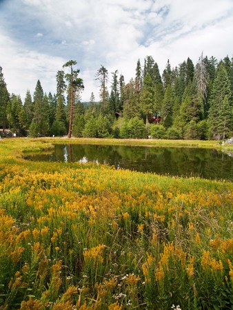Yosemite National Park - Mariposa Grove Redwoodsの写真素材