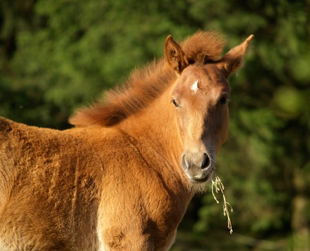 Horseの写真素材