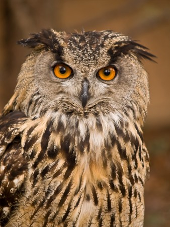 Portrait of wise owl with beautiful eyesの写真素材