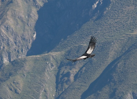 Flying condor in the Colca canyon,Peruの写真素材