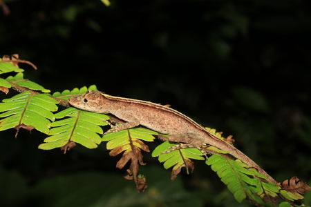 Anolis species sleeping on a leave in the rainforest of ecuador, south americaの写真素材
