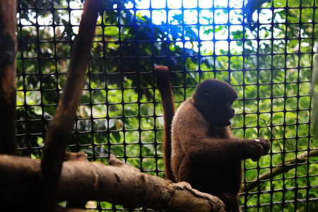A juvenile woolly monkey sitting next to the fencing