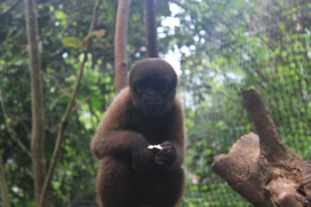 A juvenile woolly monkey looking in the camera