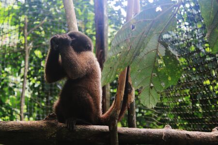 A juvenile woolly monkey eating sugar caneの写真素材