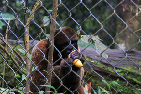 A woolly monkey kept in captivity eating a banana
