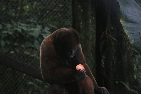 Woolly monkey or chorongo eating a appleの写真素材