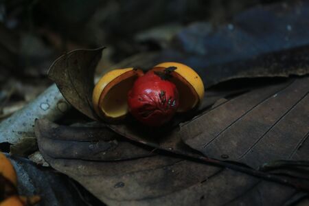 Yellow fruit with a bright red seed laying on the tropical forest floorの写真素材