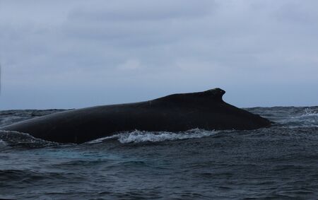 The back of a humpback whale, Megaptera novaeangliae, showing many scarsの写真素材