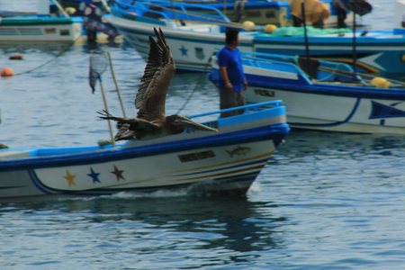 Puerto Lopez Ecuador, 9-7-2019: A pelican flying next to a fisherman boatのeditorial素材
