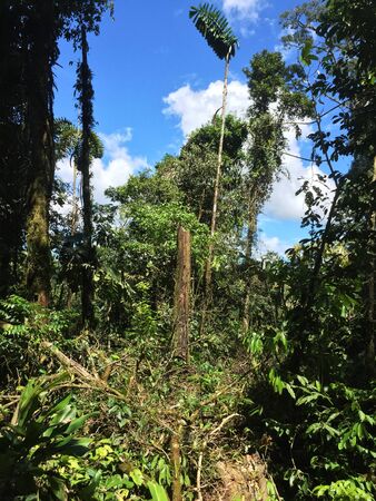 A large clearing in the jungle because of a tree that has been fallen overの写真素材
