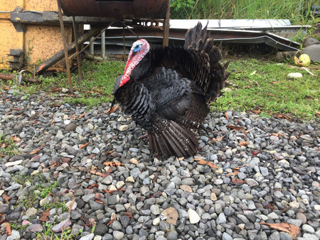 A male turkey all puffed up to defend his female at a farm