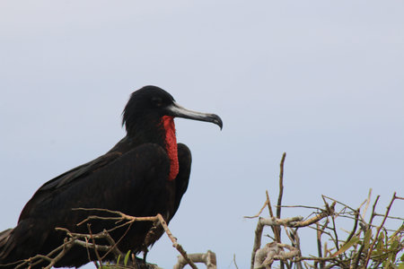 A magnificent frigate bird,Fregata magnificens, sitting on a small bush at Isla del Plataの写真素材