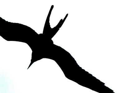 A silhoutte of a flying magnificent frigate bird,Fregata magnificens, with a white bacgroundの写真素材